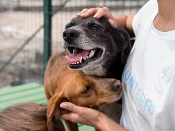 guardería canina en Valencia