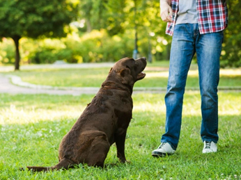 residencia canina en Valencia