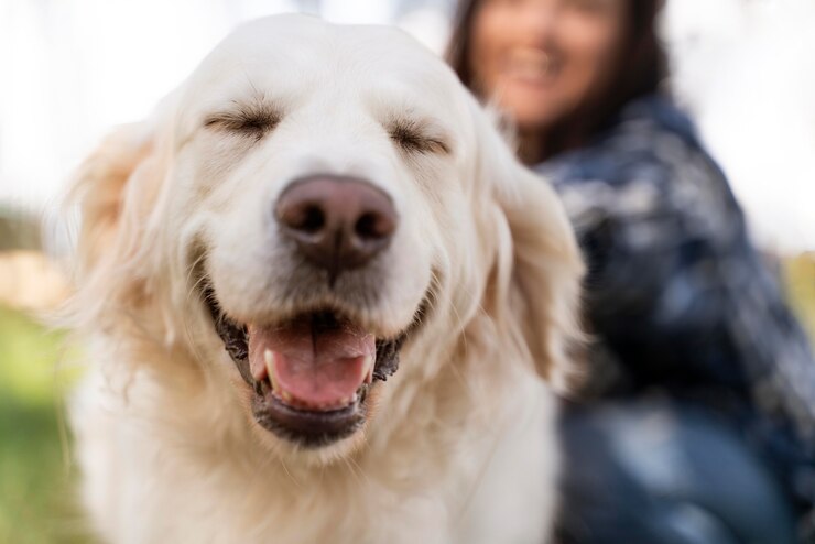 guardería canina en Valencia