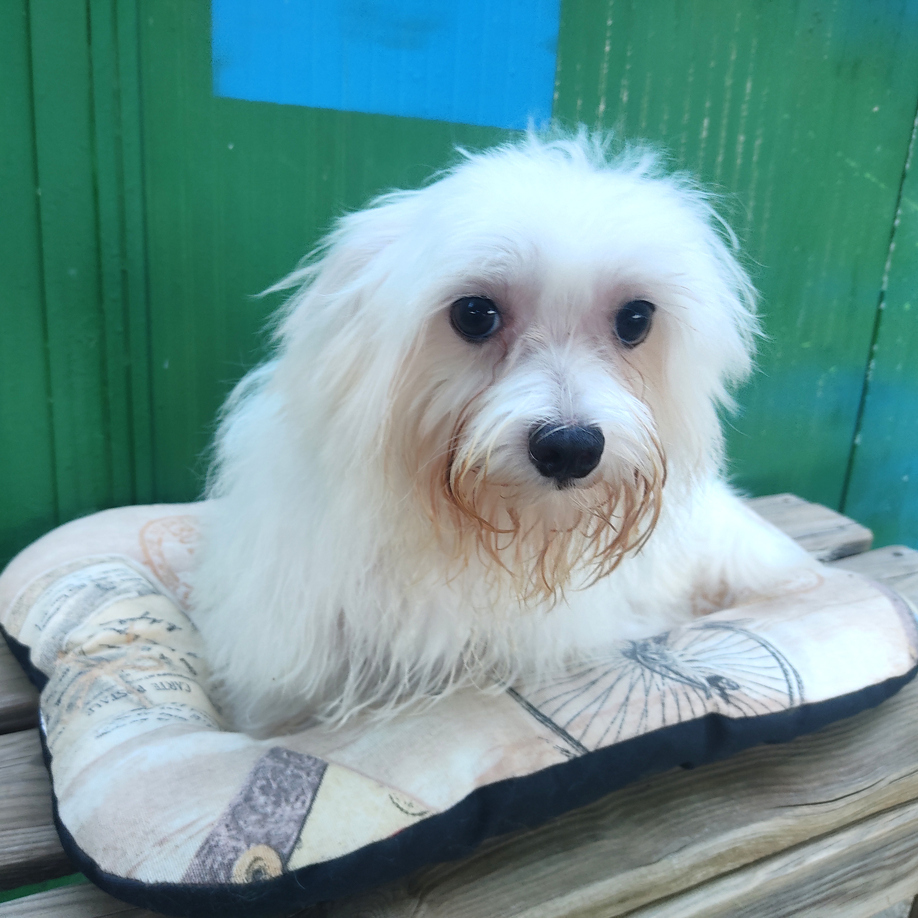 Perros Mini Toy Bichón Maltés en Valencia Centro y Residencia Canina El