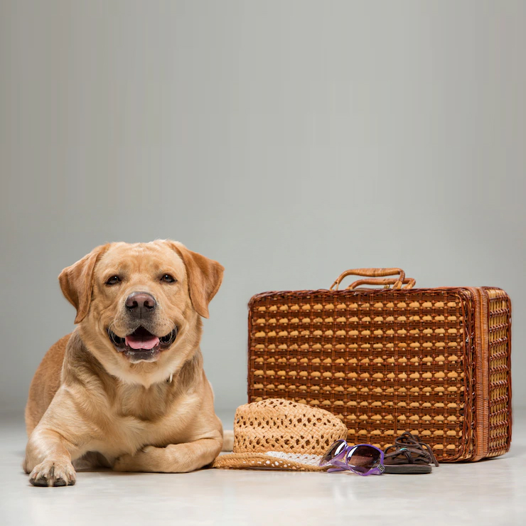 guardería canina en Valencia