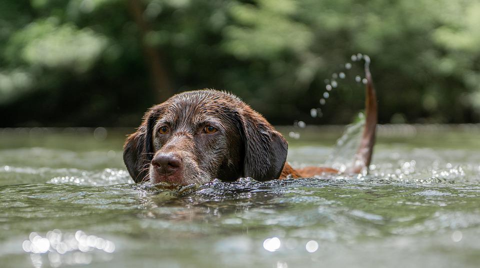 perro-calor-elxiquet-centro-canino-valencia.jpg